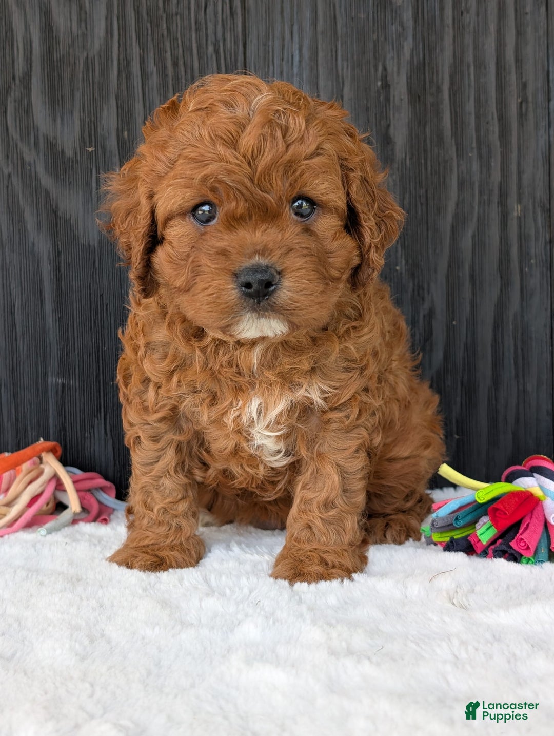 Cavapoo dogs for sale: Remi - Image 27