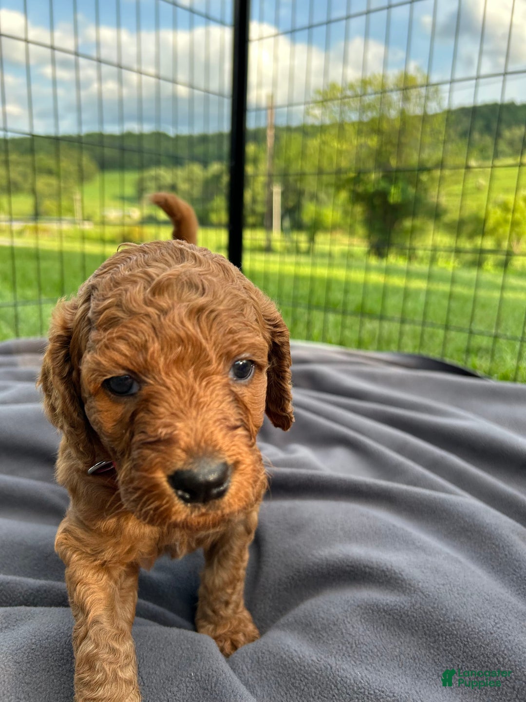 Goldendoodle dogs for sale: Firecracker - Image 3