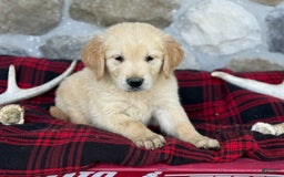 Golden Retriever dogs for sale: Sammy - Image 8