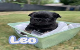 French Bulldog dogs for sale: Leo - Image 1