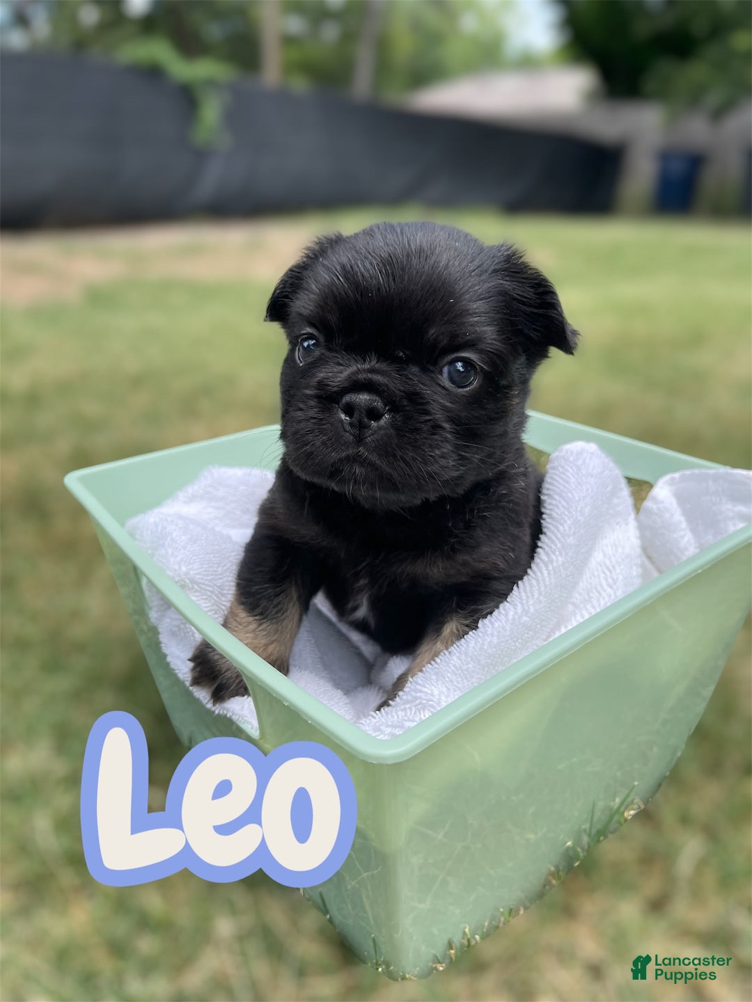 French Bulldog dogs for sale: Leo - Image 1