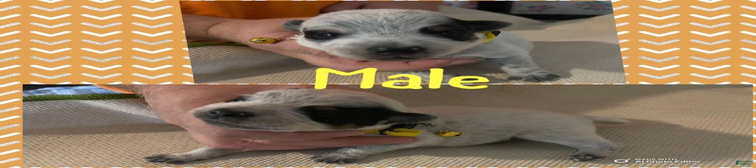 Max