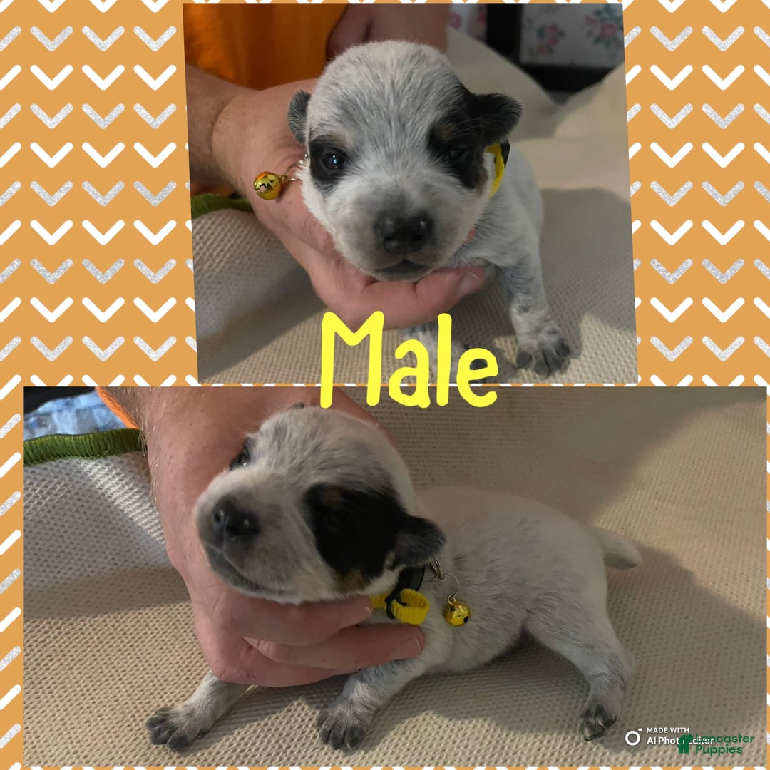 Australian Cattle Dog dogs for sale: Australian Cattle Dog 2 puppies - Image 5