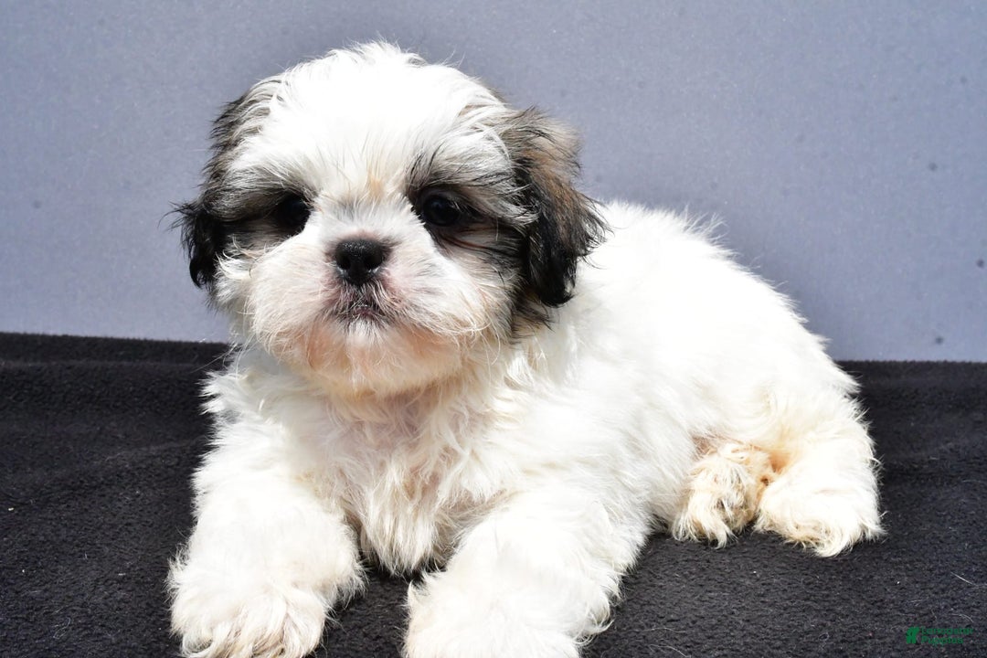 Shih Tzu dogs for sale: Domino - Image 7