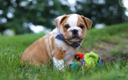 Beabull dogs for sale: Odell - Image 6