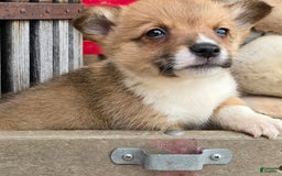 Welsh Corgi Pembroke dogs for sale: Paul - Image 1