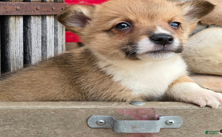 Welsh Corgi Pembroke dogs for sale - Ad 2