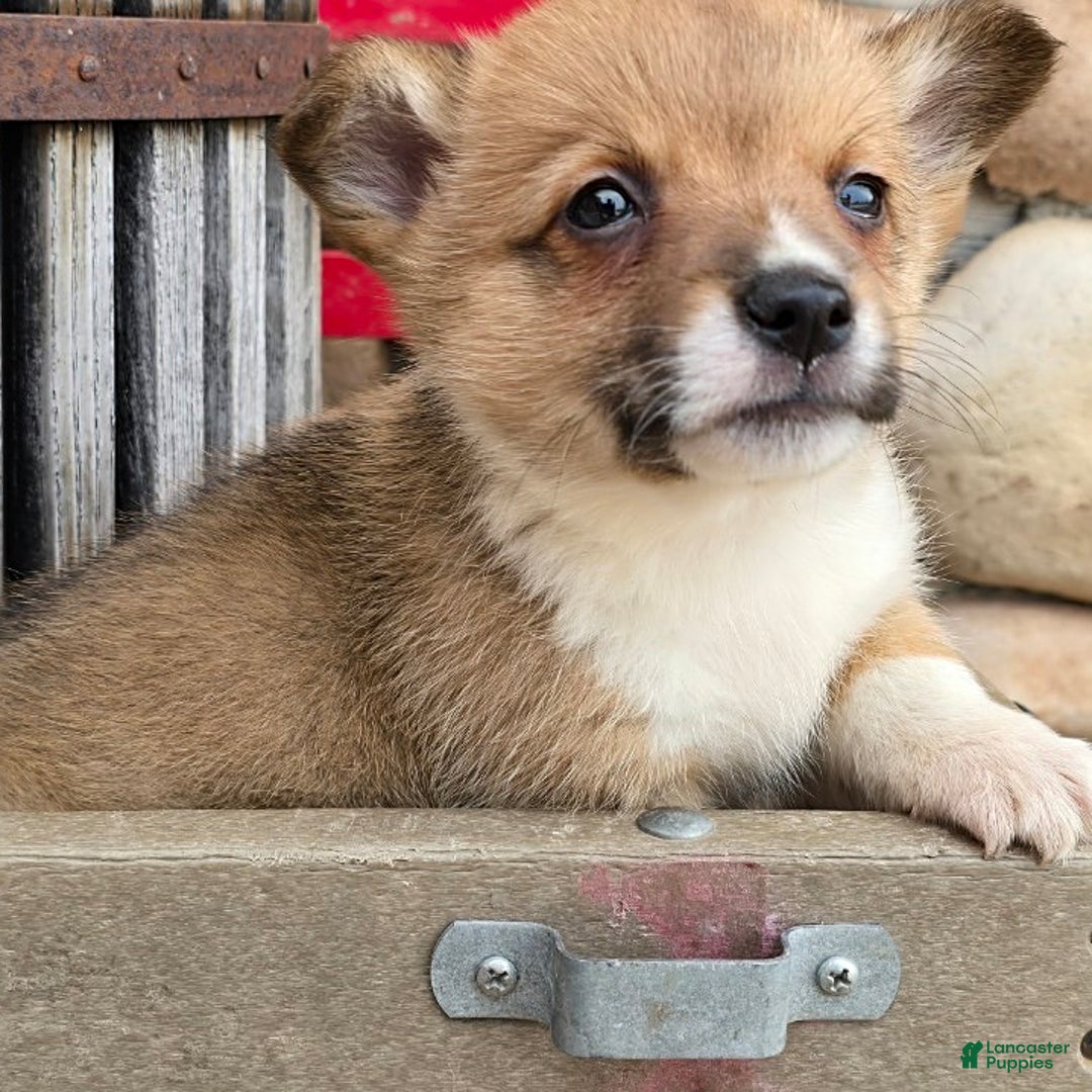 Welsh Corgi Pembroke dogs for sale: Paul - Image 1