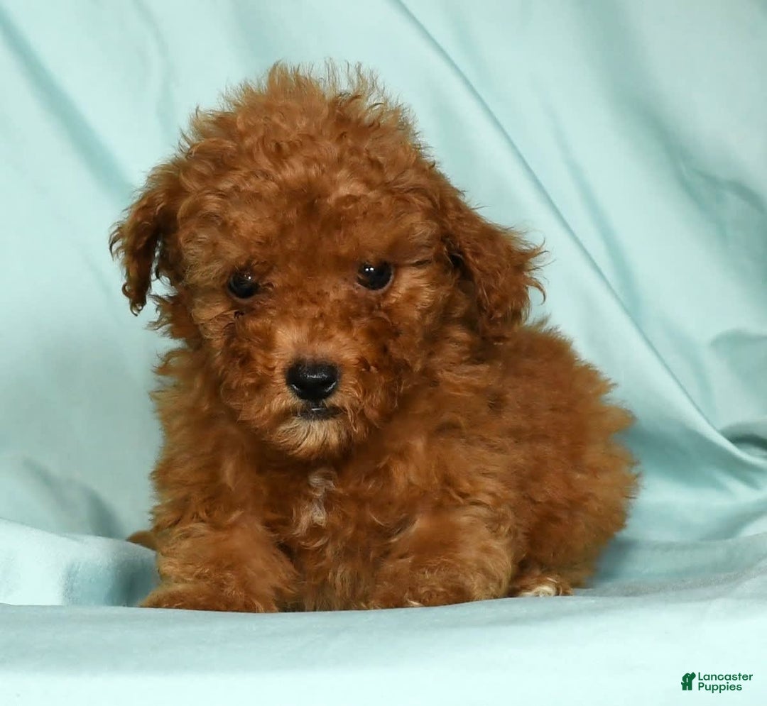 Mini Goldendoodle dogs for sale: Dixie - Image 3