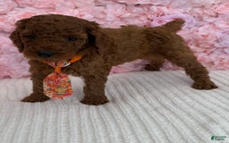 Standard Poodle dogs for sale: Leo AKC - Image 3