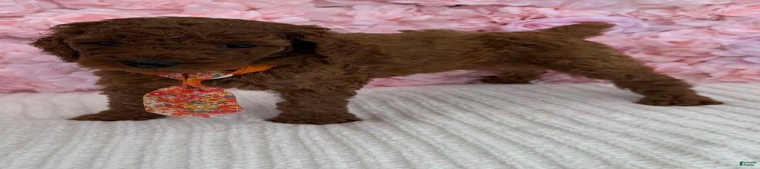 Leo AKC