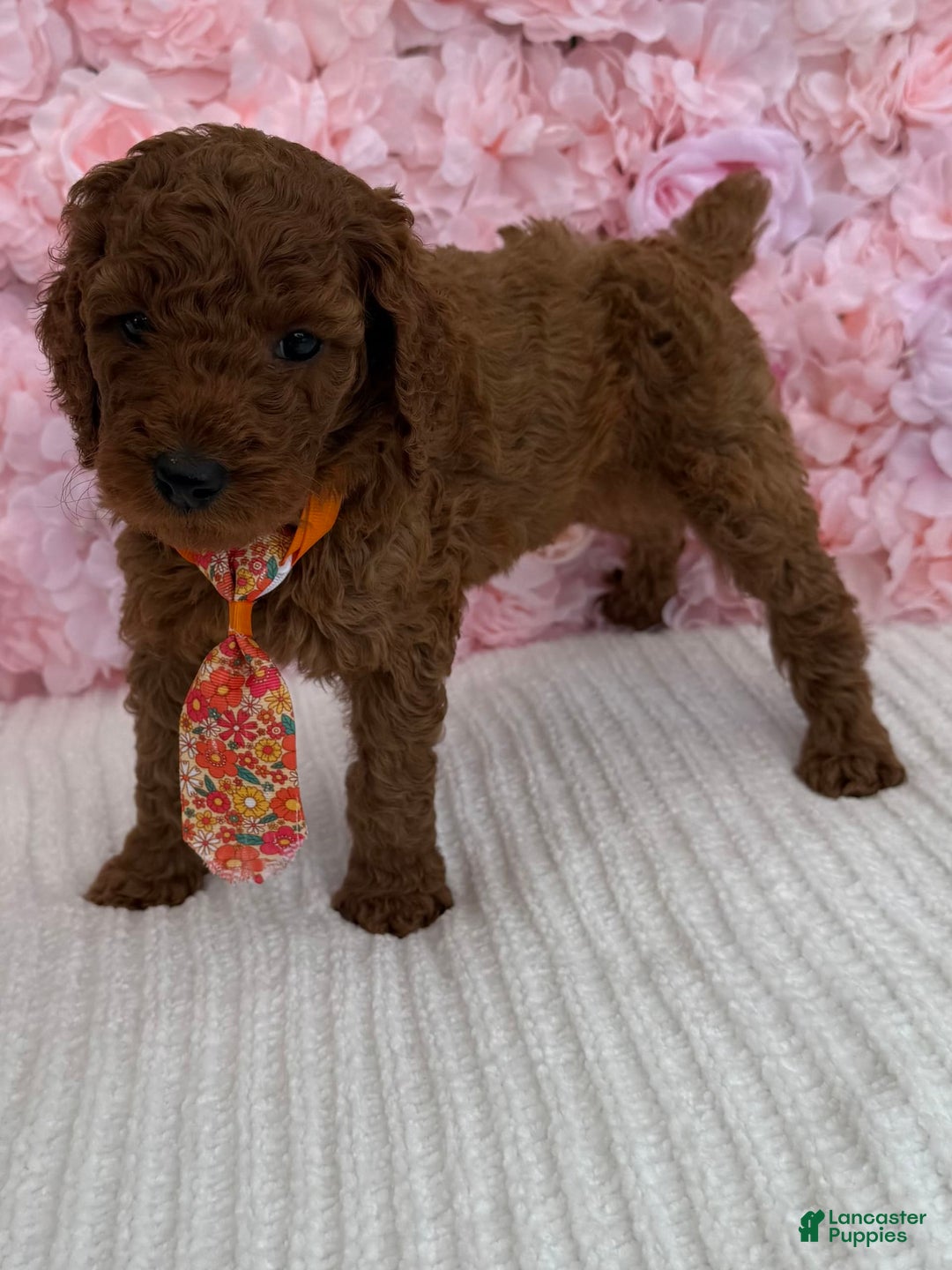 Standard Poodle dogs for sale: Leo AKC - Image 3