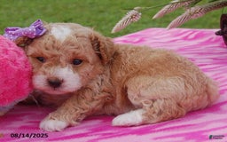 Toy Poodle dogs for sale: Blossom - Image 3