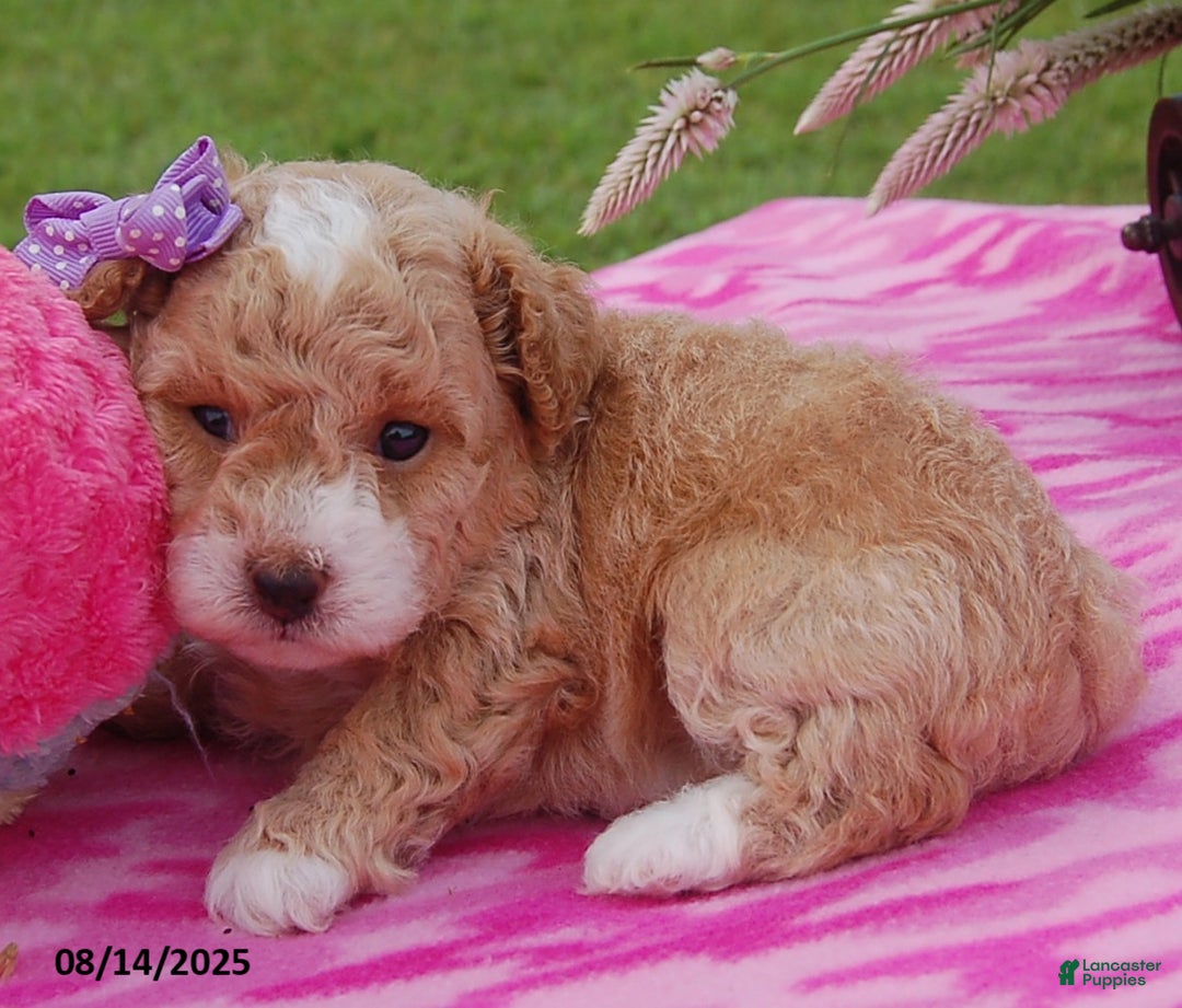 Toy Poodle dogs for sale: Blossom - Image 3