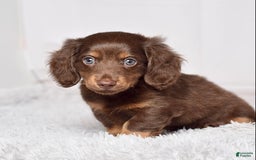 Miniature Dachshund dogs for sale: Mr. Sammy - Image 6