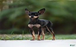 Russian Toy Terrier dogs for sale: Misty - Image 6