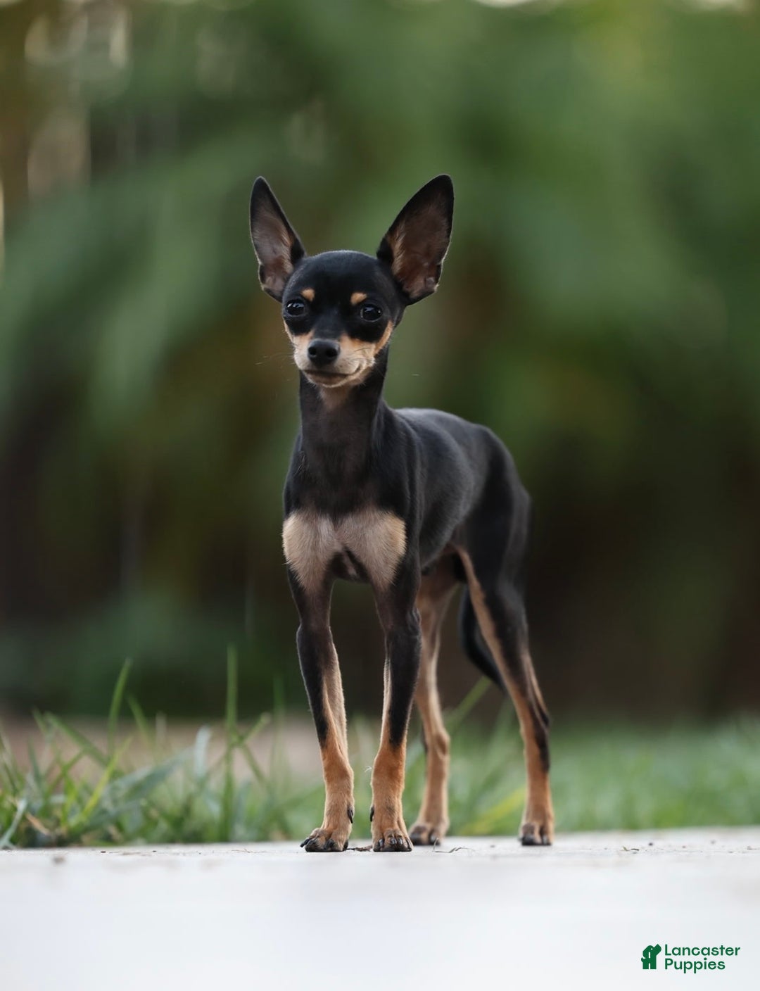 Russian Toy Terrier dogs for sale: Misty - Image 6