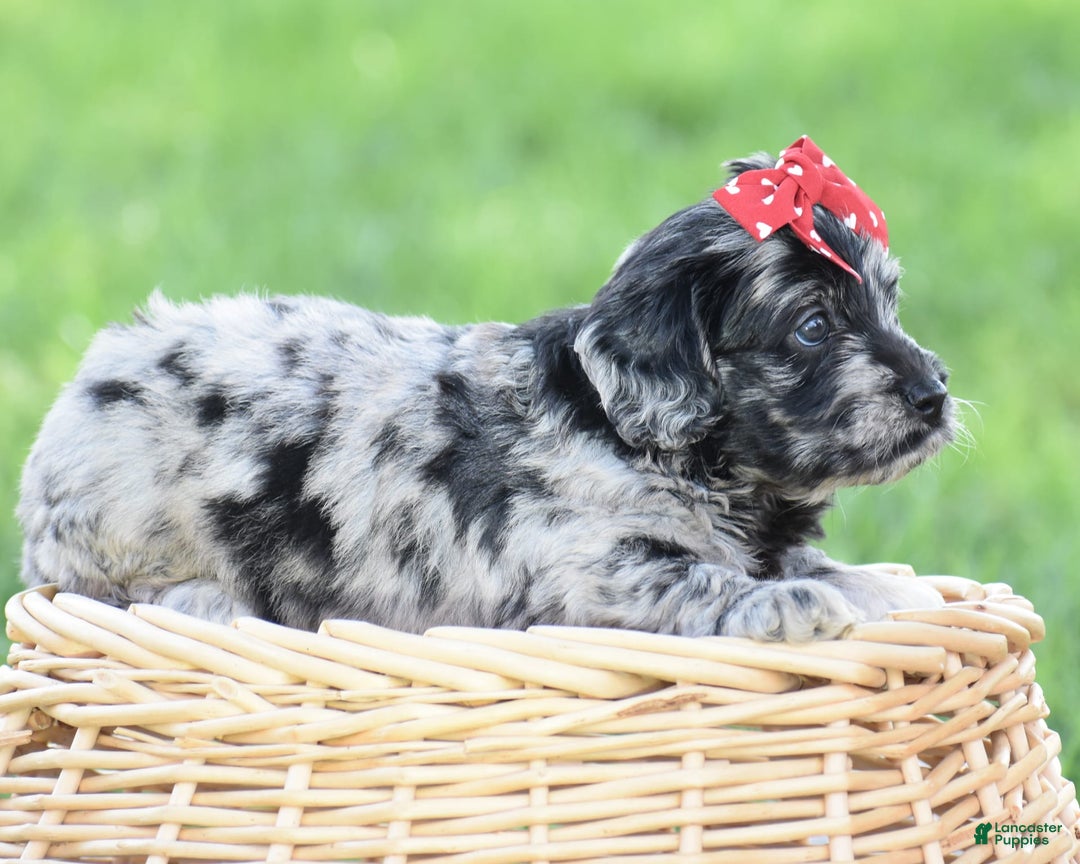 Mini Goldendoodle dogs for sale: Darien - Image 2