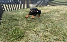 Doberman Pinscher dogs for sale: FREYA - Image 4
