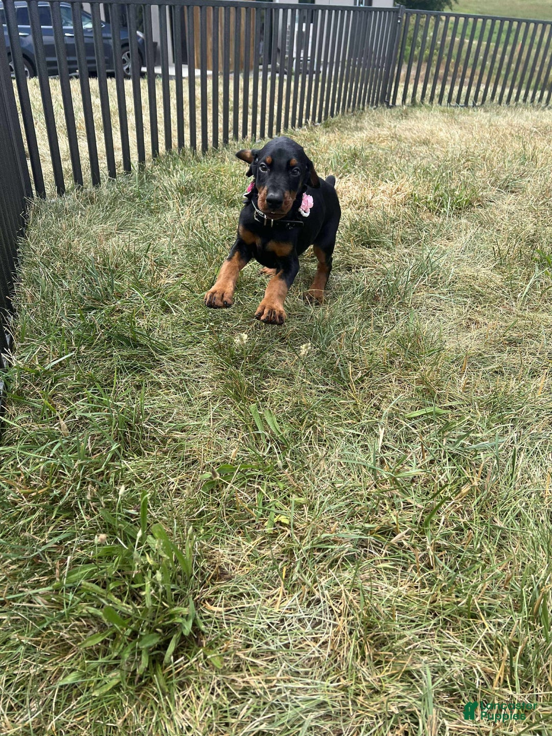 Doberman Pinscher dogs for sale: FREYA - Image 4