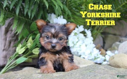 Yorkshire Terrier dogs for sale: Chase - Image 1
