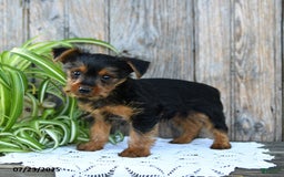 Yorkshire Terrier dogs for sale: Lucas - Image 5