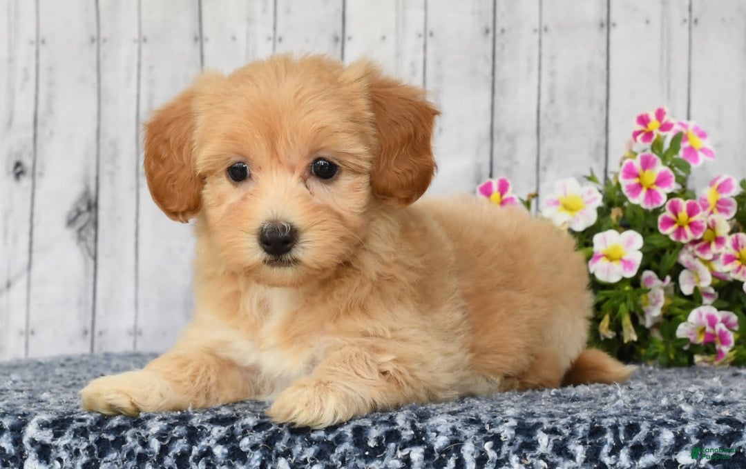 Havapoo dogs for sale: Ariel - Image 5