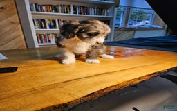 Portuguese Water Dog dogs for sale: Harry - Image 4