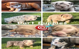 English Bulldog dogs for stud: Dart - Image 4