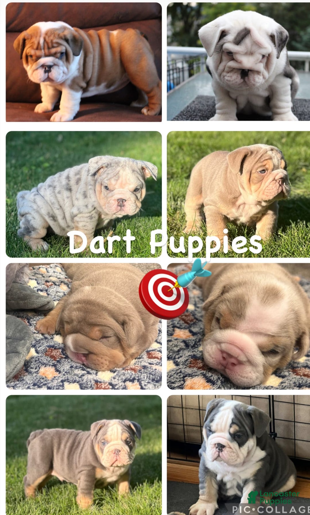 English Bulldog dogs for stud: Dart - Image 4