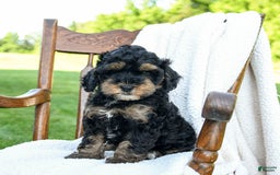 Havapoo dogs for sale: Pepper - Image 2