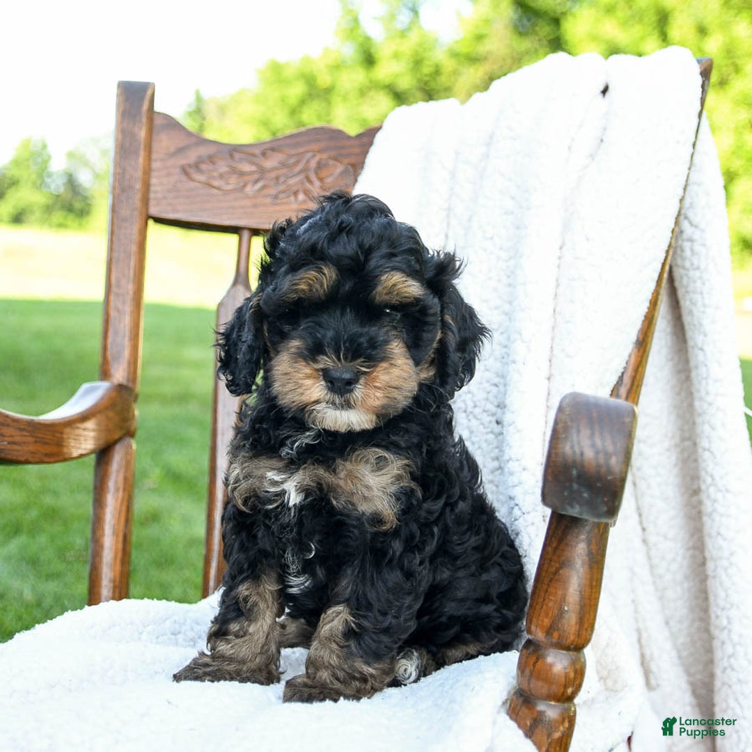 Havapoo dogs for sale: Pepper - Image 2