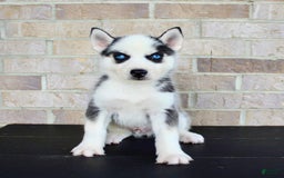 Siberian Husky dogs for sale: Asher - Image 1