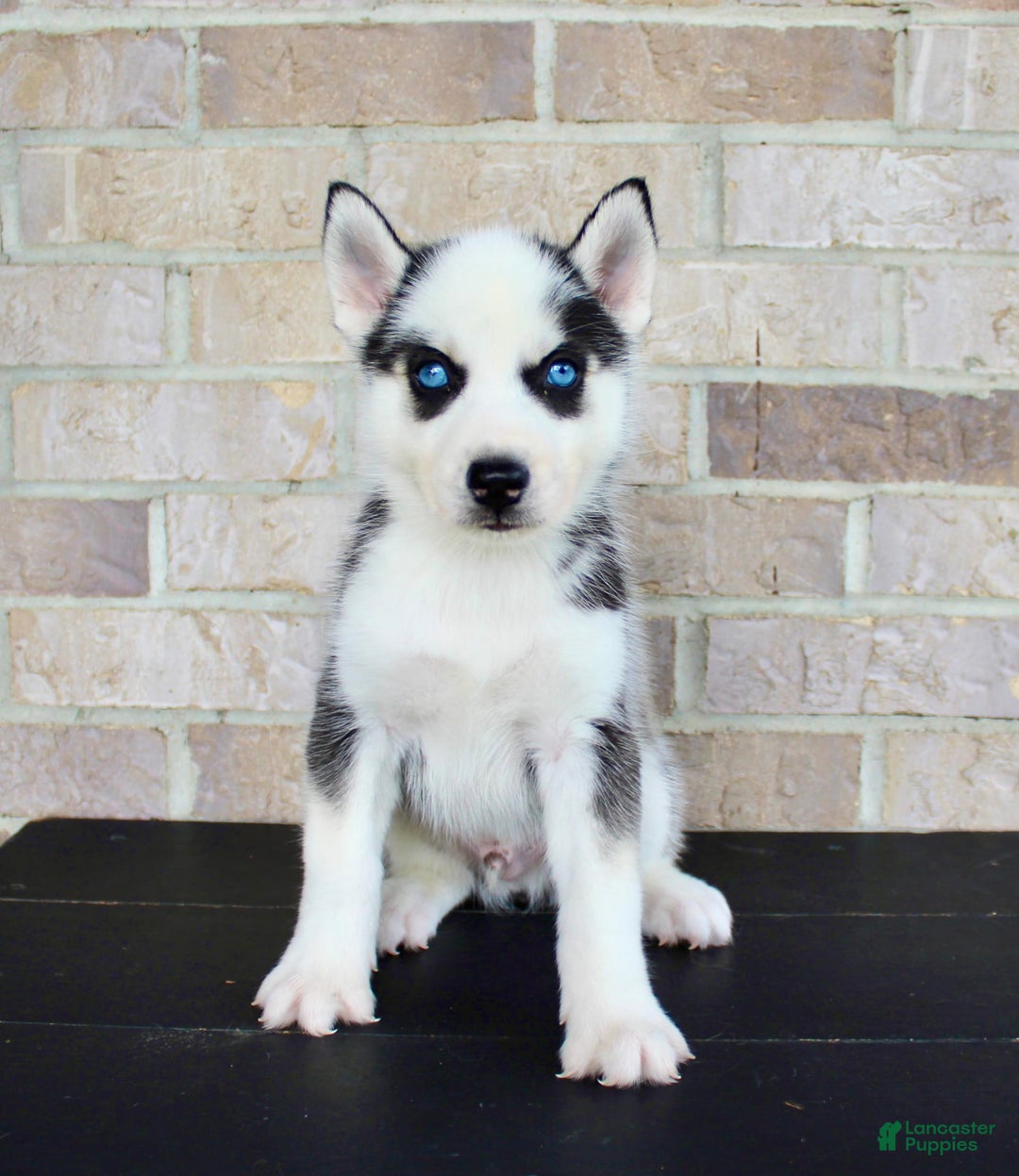 Siberian Husky dogs for sale: Asher - Image 1