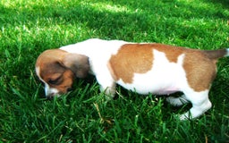 Jack Russell Terrier dogs for sale: Splotches - Image 3