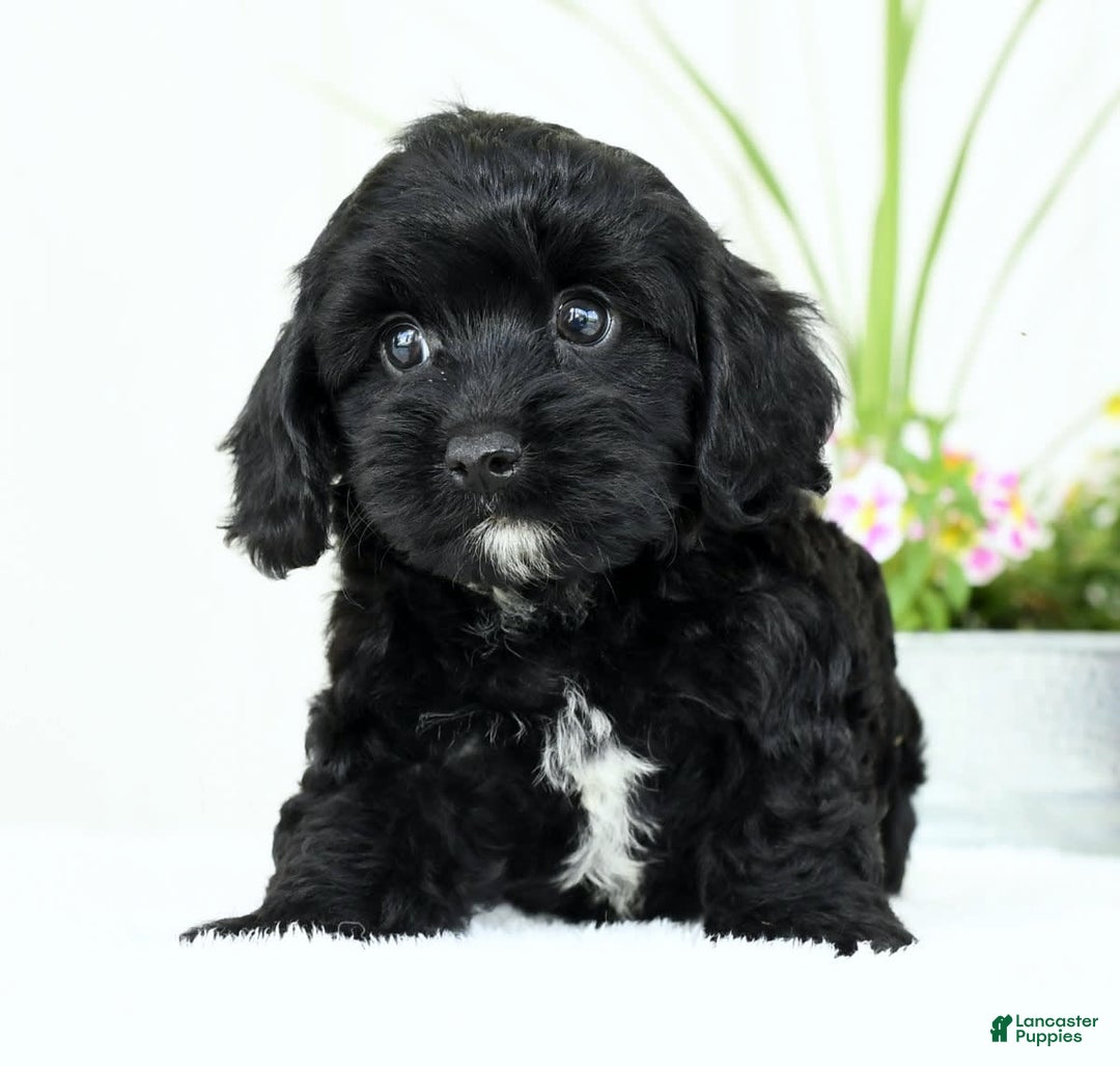 Cavapoo dogs for sale: Grizzly - Image 7