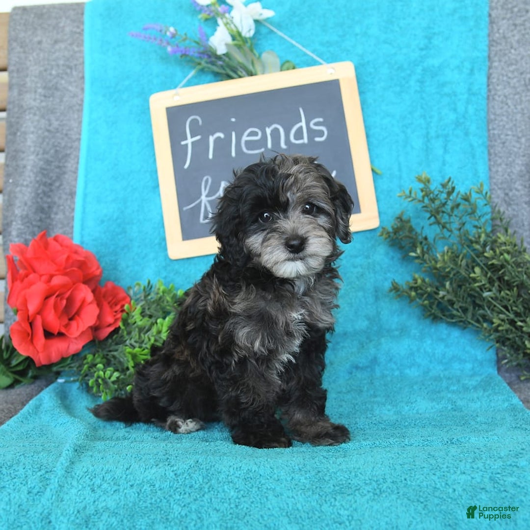 Miniature Poodle dogs for sale: Oakley - Image 19