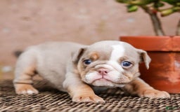 English Bulldog dogs for sale: Truffles - Image 1