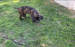 Cane Corso dogs for sale: Puppy3 - Image 1