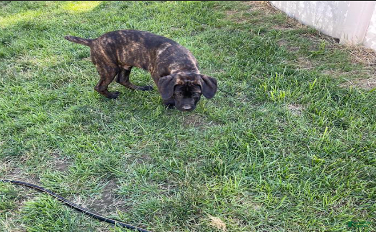 Cane Corso dogs for sale - Ad 3