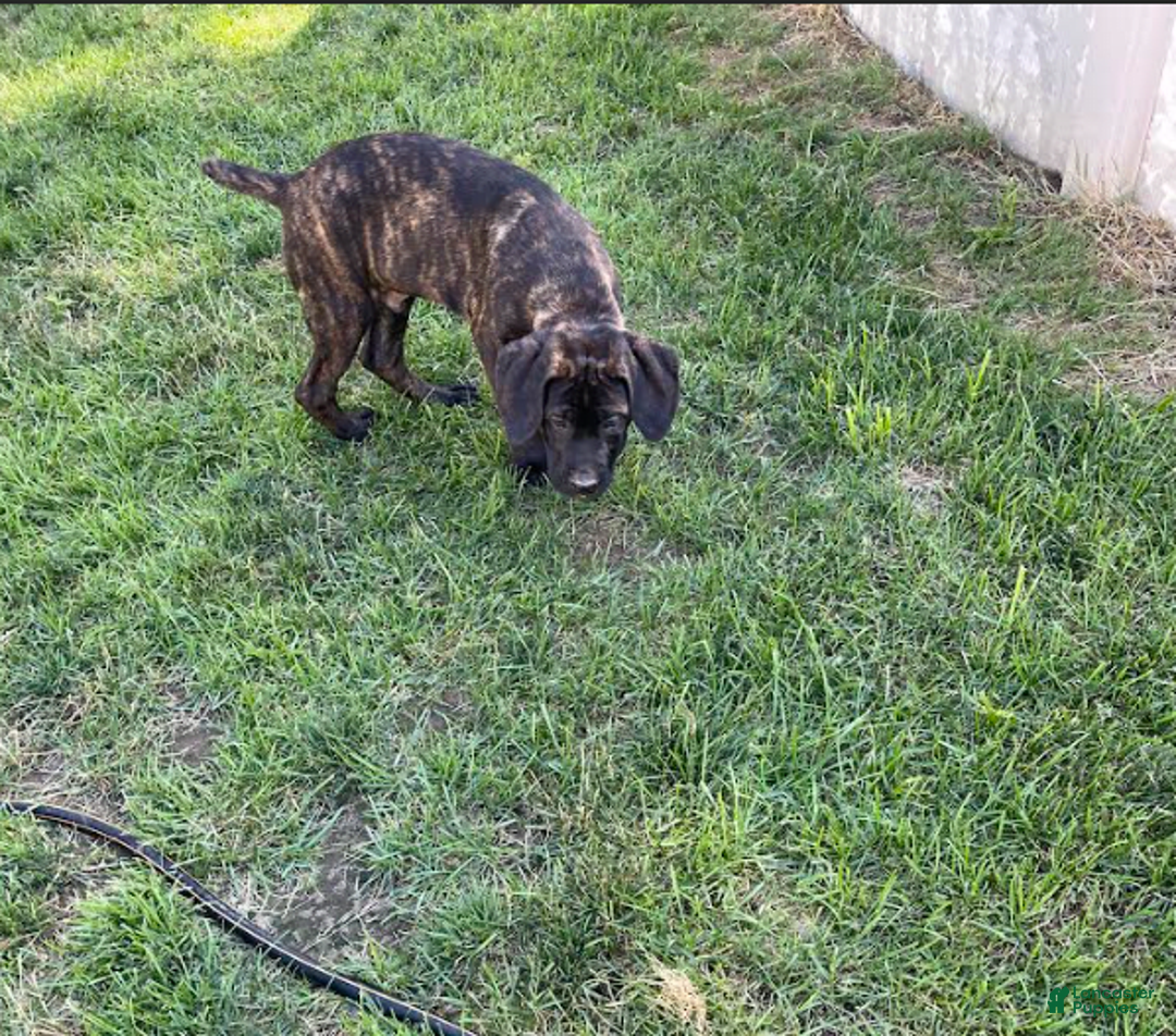 Cane Corso dogs for sale: Puppy3 - Image 1