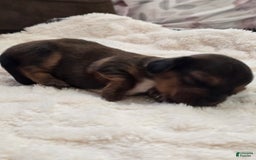 Dachshund dogs for sale: Thor - Image 1