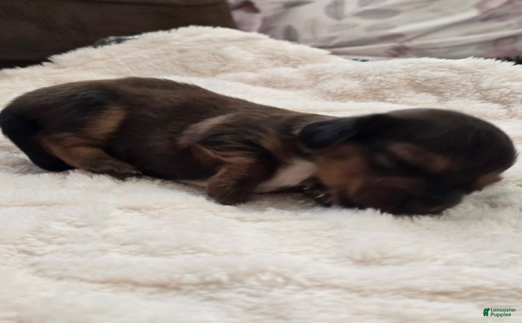 Dachshund dogs for sale - Ad 2