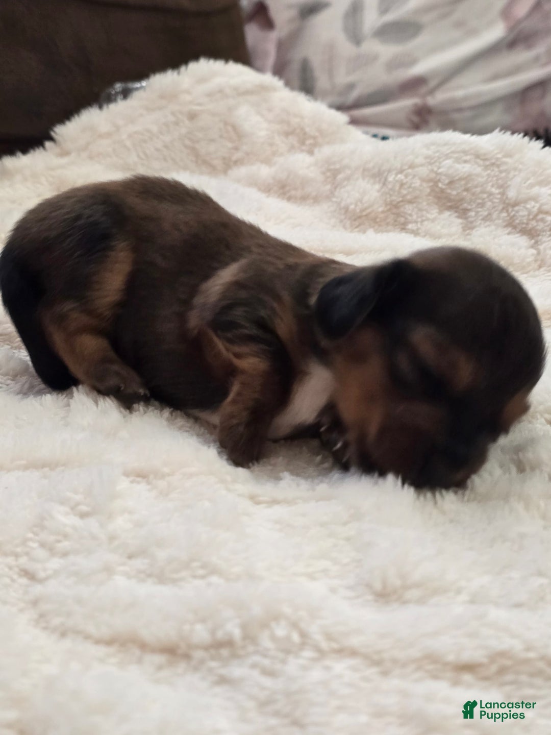 Dachshund dogs for sale: Thor - Image 1