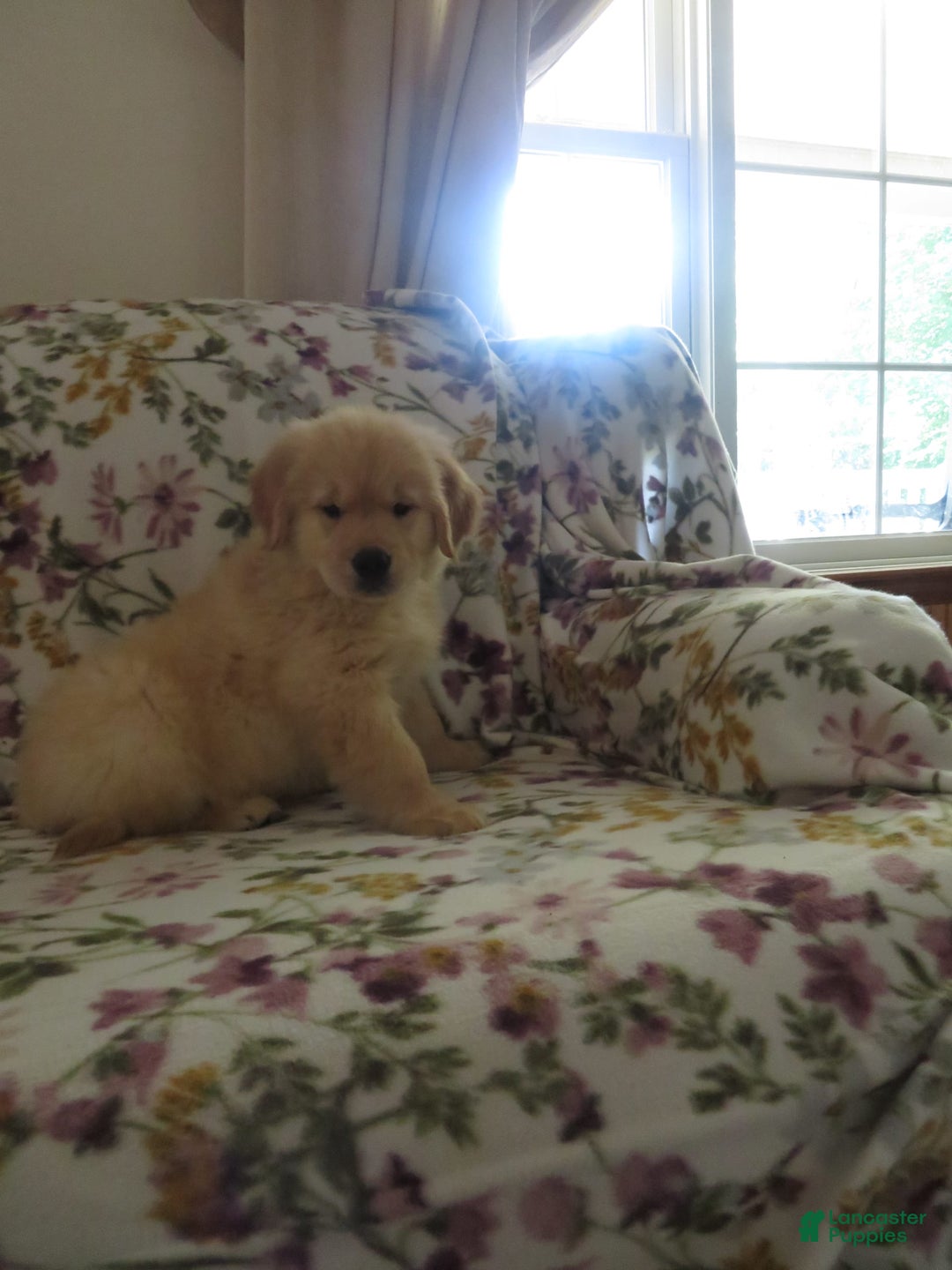 Golden Retriever dogs for sale: Hershey - Image 29