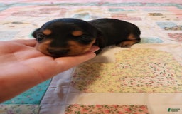 Miniature Dachshund dogs for sale: Perry - Image 10