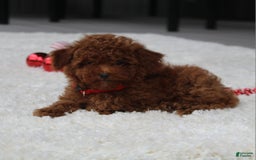 Toy Poodle dogs for sale: Eleanor - Image 30