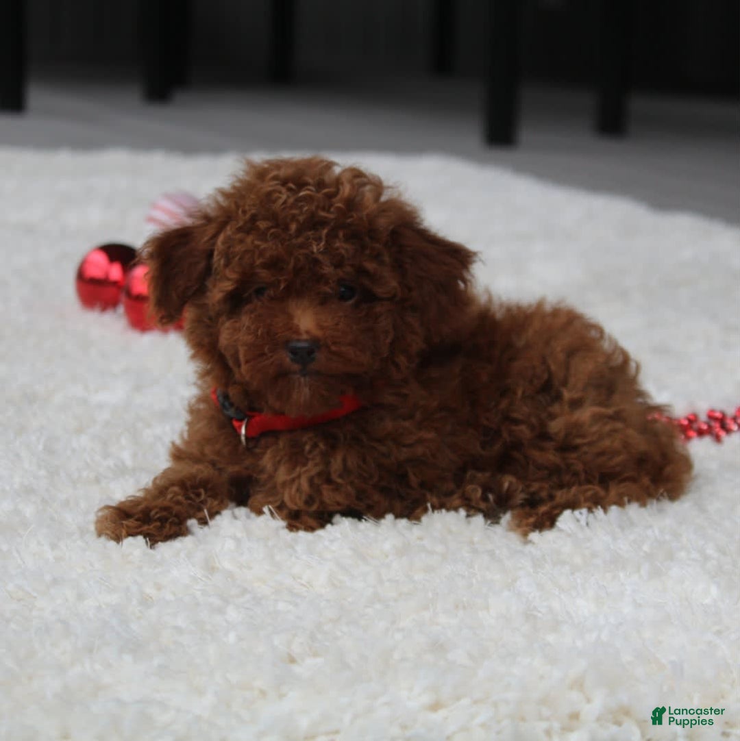 Toy Poodle dogs for sale: Eleanor - Image 30