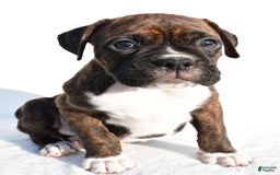 Boxer dogs for sale: Maverick - Image 1