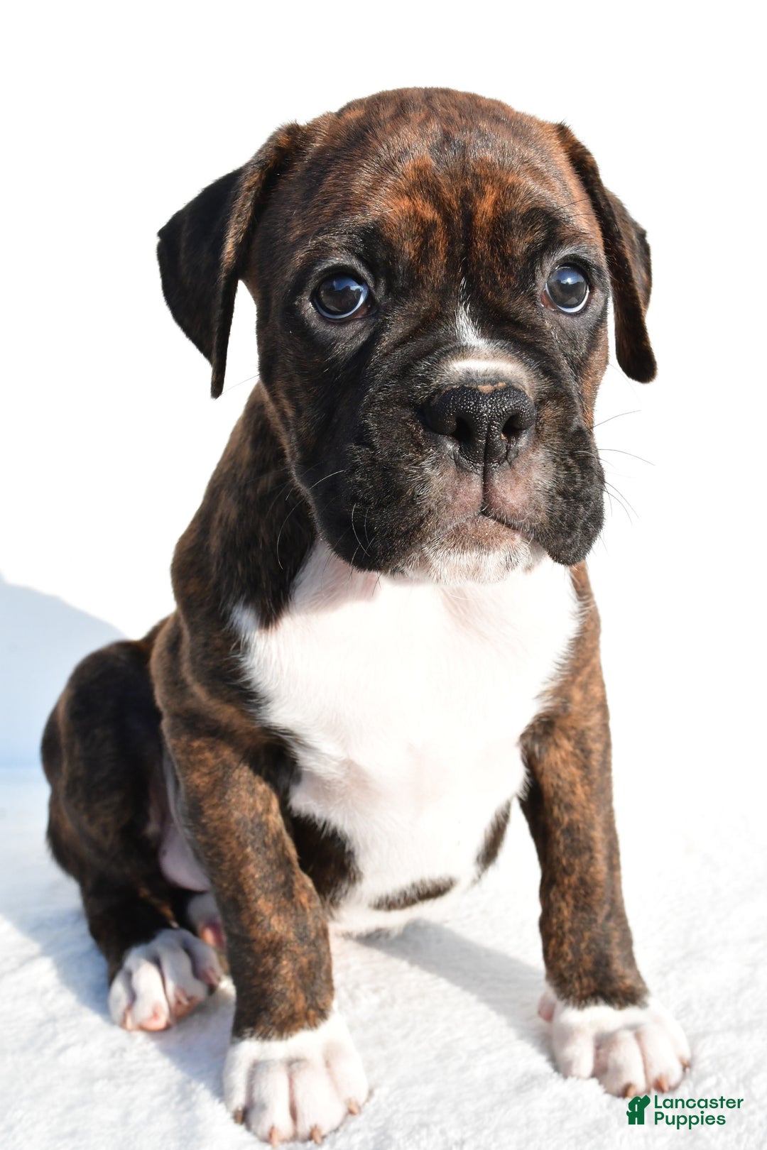 Boxer dogs for sale: Maverick - Image 1